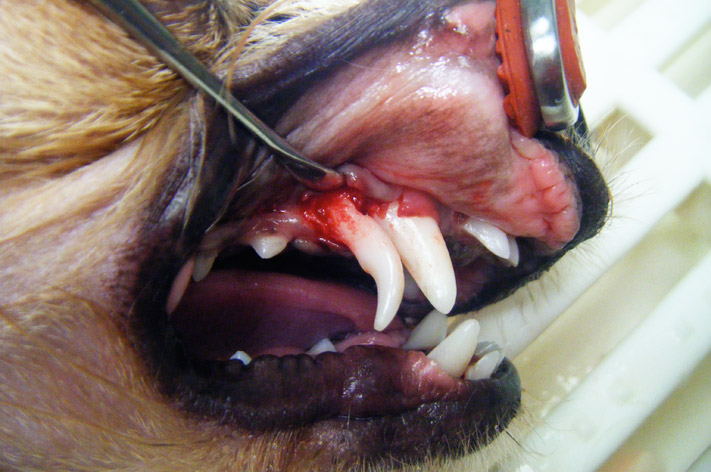 Oralchirurgie, MundKieferChirurgie durch Tierzahnarzt in Berlin
