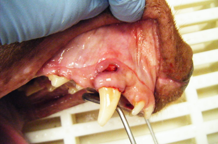 Oralchirurgie, MundKieferChirurgie durch Tierzahnarzt in Berlin